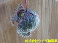 ユキノシタ