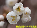 ミザクラ