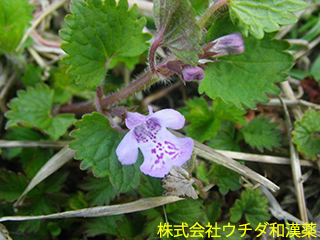 カキドウシ　シソ科