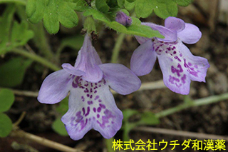 カキドウシ　シソ科