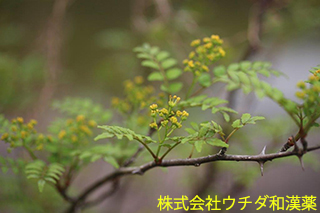 サンショウ　ミカン科