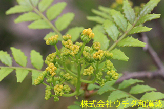サンショウ　ミカン科