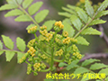 サンショウ