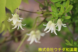 ムベ　アケビ科