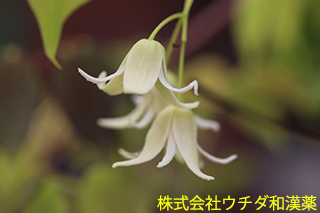 ムベ　アケビ科