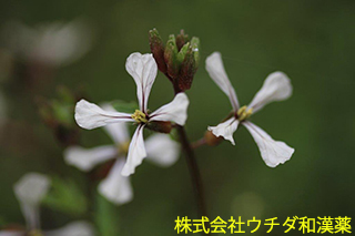 ルッコラ　アブラナ科