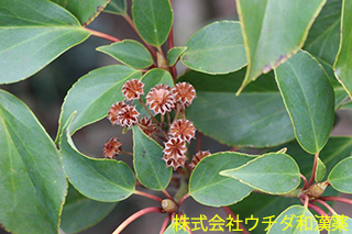 ヤマグルマ　ヤマグルマ科