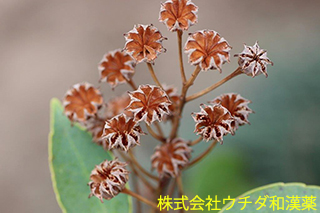 ヤマグルマ　ヤマグルマ科