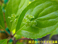 ハナイカダ