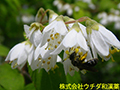 ウツギ