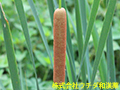 ヒメガマ