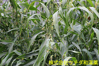 ジュズダマ　イネ科
