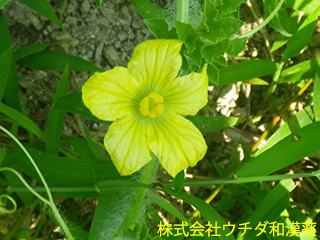 スイカ　ウリ科