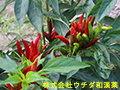 トウガラシ