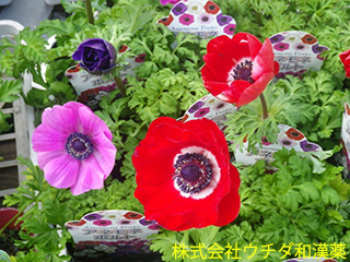 アネモネ　キンポウゲ科