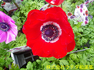 アネモネ　キンポウゲ科
