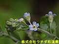 キュウリグサ
