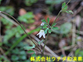 ヒメウズ