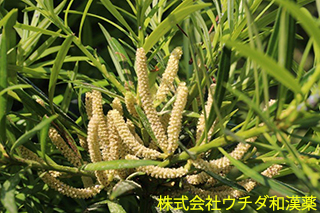 イヌマキ　マキ科
