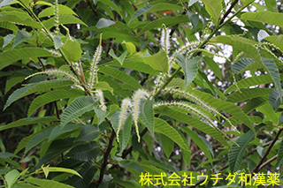 クリ　ブナ科