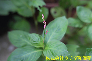 アイ　タデ科