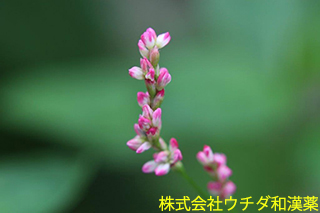 アイ　タデ科