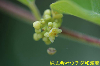 クマヤナギ　クロウメモドキ科