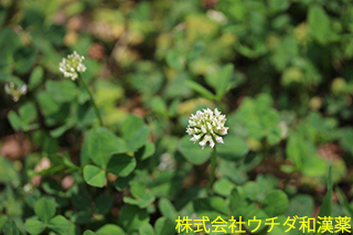 シロツメクサ　マメ科