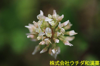 シロツメクサ　マメ科