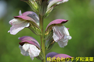 ハアザミ　キツネノマゴ科