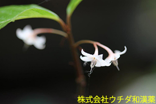 ヤブコウジ　ヤブコウジ科