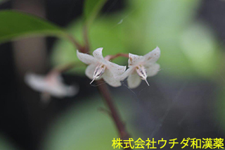 ヤブコウジ　ヤブコウジ科