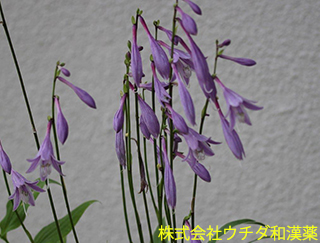 ギボウシ　ユリ科