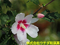 ムクゲ