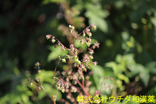 カナムグラ　アサ科