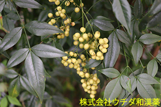 シロナンテン　メギ科