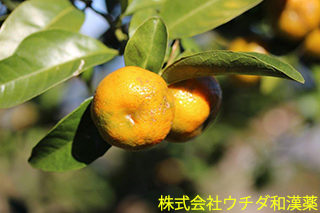 ヒラミレモン　ミカン科
