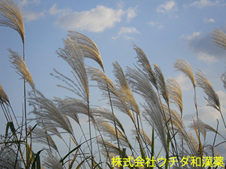 ススキ　イネ科