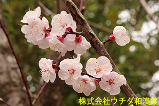 アンズ　バラ科