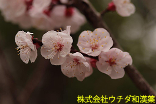 アンズ　バラ科