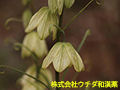 アミガサユリ（バイモ）
