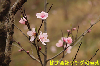 アーモンド　バラ科