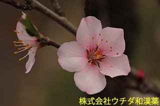 アーモンド　バラ科