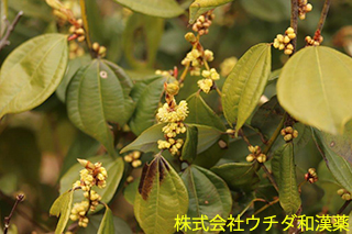 テンダイウヤク　クスノキ科