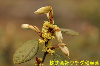 テンダイウヤク　クスノキ科