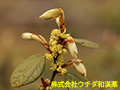 テンダイウヤク