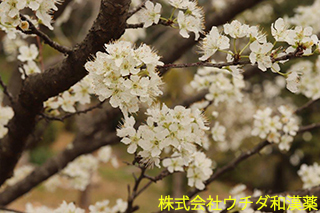 スモモ　バラ科
