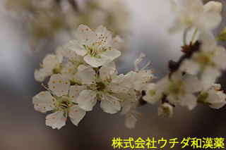 スモモ　バラ科