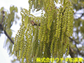 クヌギ