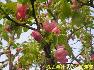 カリン　バラ科